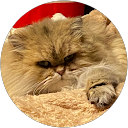 しぃ profile picture