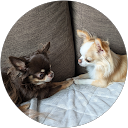 ぱてまり profile picture