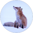 Shogo Muramatsu profile picture