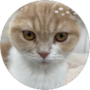 いんかむ投資家 profile picture