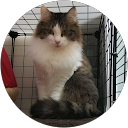 伊幹 profile picture