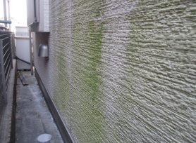 外壁の汚れに注意!苔や藻は外壁劣化の原因|岡崎市・西尾市の外壁塗装専門店カナルペイント