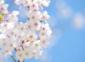 外壁塗装シーズン到来♪|岡崎市・西尾市の外壁塗装専門店カナルペイント